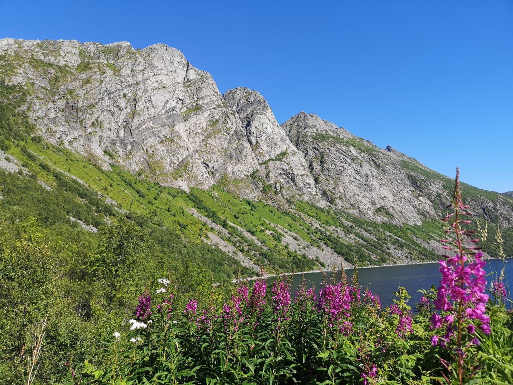 Ferrytale, Cozy, Spacious House On Senja Gryllefjord Exterior foto